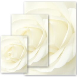 Motif Letter Paper! WHITE ROSE Flowers & Petals, Love...