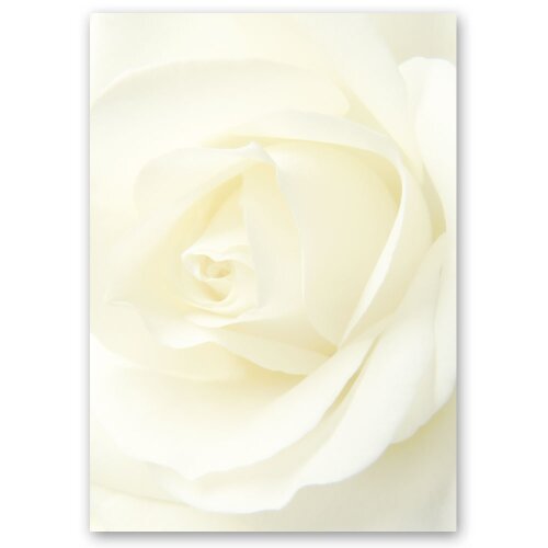 Briefpapier WEISSE ROSE - DIN A4 Format 20 Blatt Blumen & Blüten, Liebe & Hochzeit, Rosenmotiv, Paper-Media