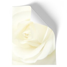 Briefpapier - Motiv WEISSE ROSE | Blumen & Blüten, Liebe & Hochzeit | Hochwertiges DIN A4 Briefpapier - 100 Blatt | 90 g/m² | einseitig bedruckt | Online bestellen!