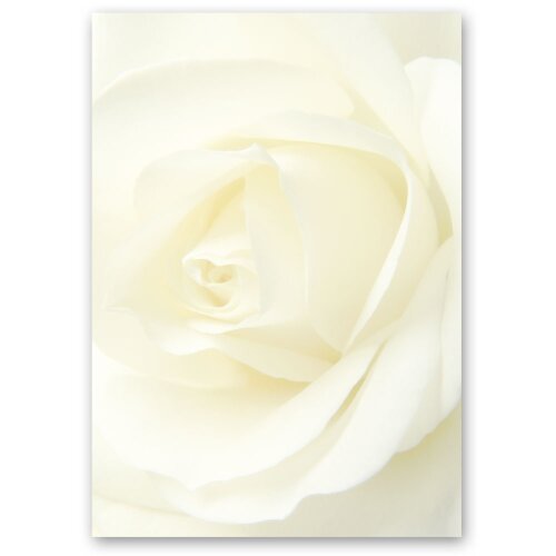 Papel de carta ROSA BLANCA - 100 Hojas formato DIN A5 Flores & Pétalos, Amor & Boda, Motivo rosa, Paper-Media