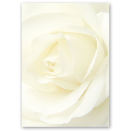 Briefpapier WEISSE ROSE - DIN A6 Format 100 Blatt Blumen & Blüten, Liebe & Hochzeit, Blumenmotiv, Paper-Media
